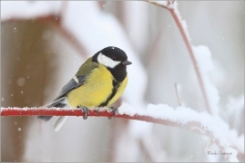 <p>SÝKORA KOŇADRA (Parus major) ------- /Great tit - Kohlmeise/</p>